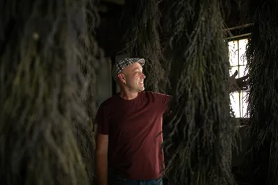 Mark Ponchak, a lavender farmer in McConnellsville, OH, with his drying lavender in the attic of his brotherâs brewery on November 6, 2023.